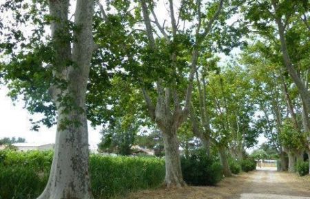 G&icirc;te n&deg;13G130623 Saintes-Maries-de-la-Mer - Bouches-du-Rh&ocirc;ne - Photo_2