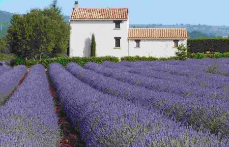 G&icirc;te n&deg;84G166 Sault - Vaucluse - photo